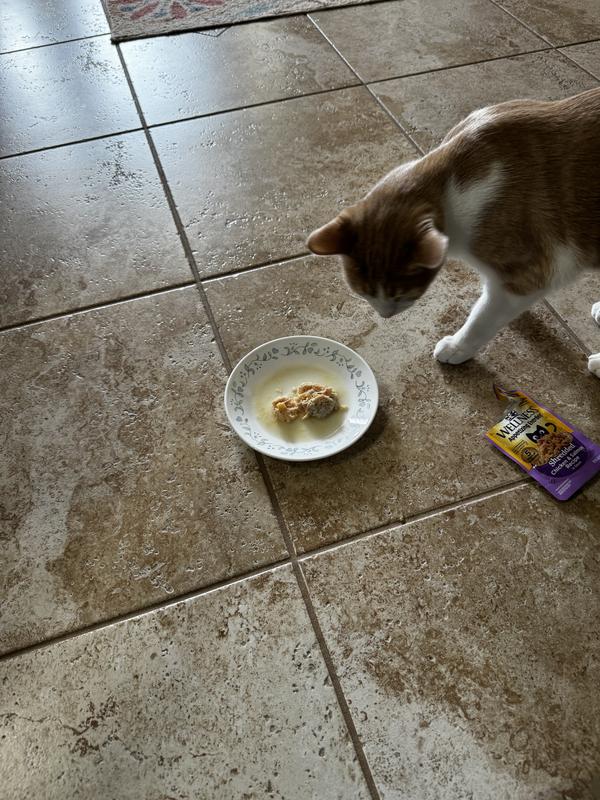 Ollie enters and sniffs it - I’m thinking he’ll try it.