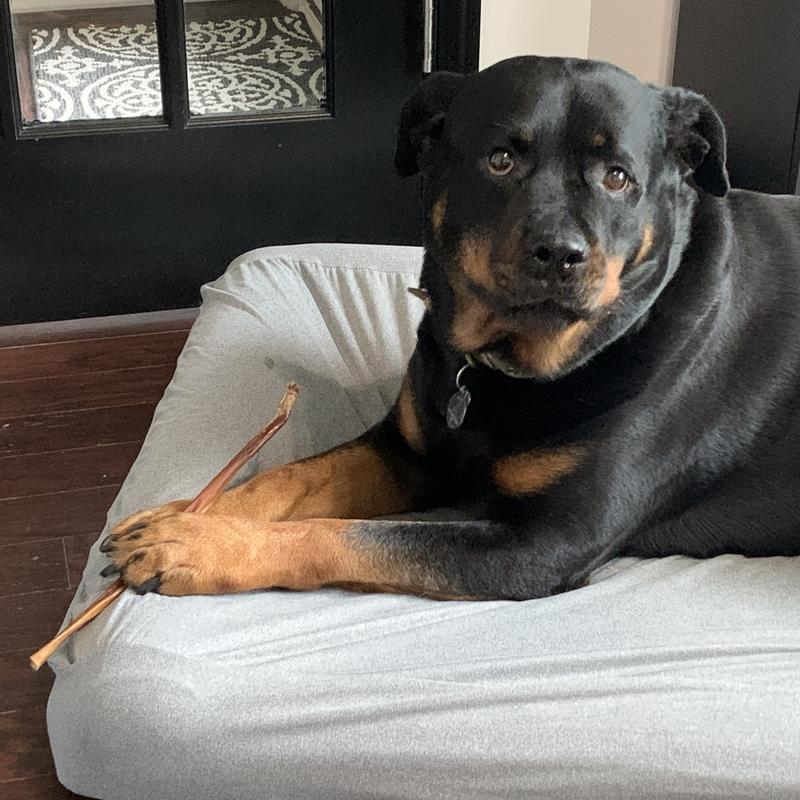 2 minutes in, he was still chewing it gingerly