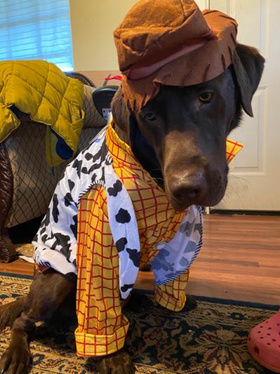 RUBIE S COSTUME COMPANY Toy Story Woody Dog Costume reviews Chewy