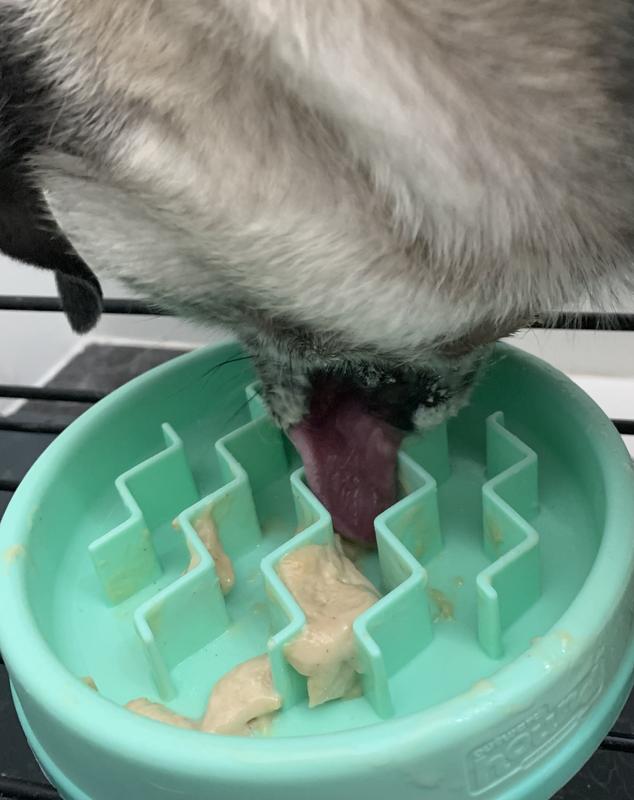 Dogsters Ice Cream Review. If you love your dog a lot, and can't…, by  Tasty Ice Cream