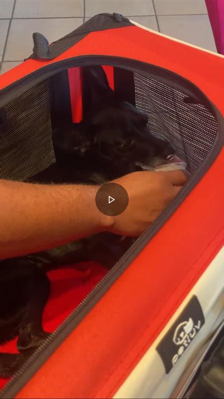 Getting fed her pup cup