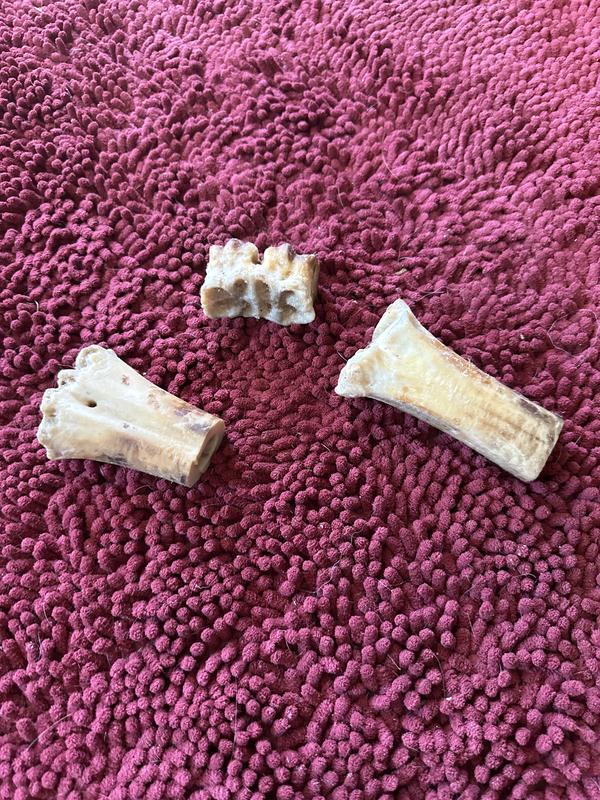 BONES & CHEWS Made in USA Beef Foreshank Bone Dog Treat, 2 count