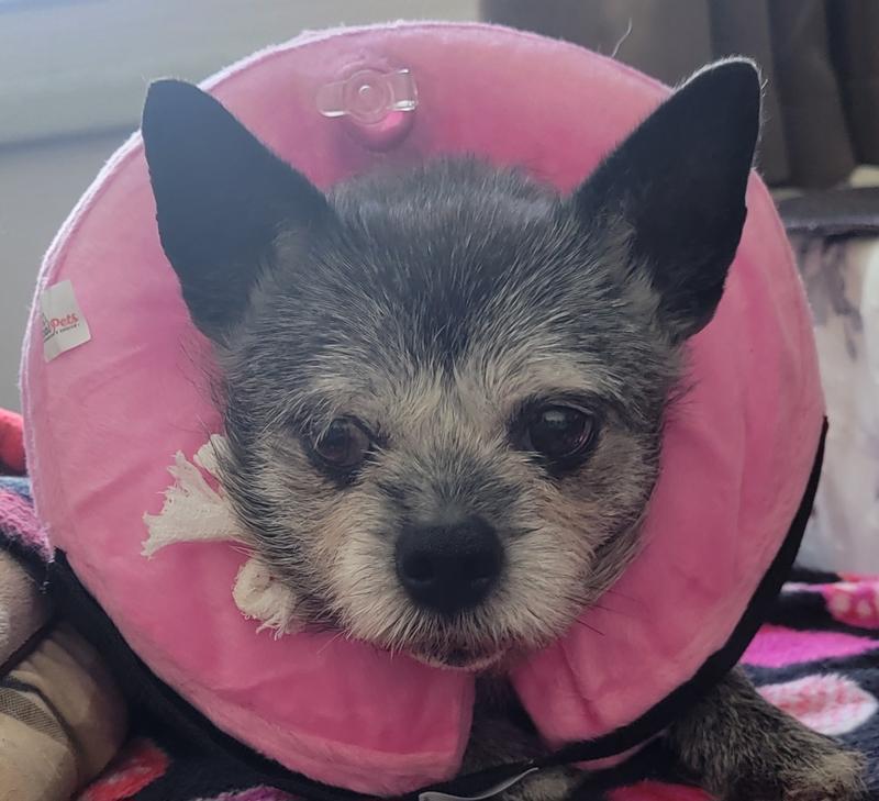 Lucy showing off her fashion collar!