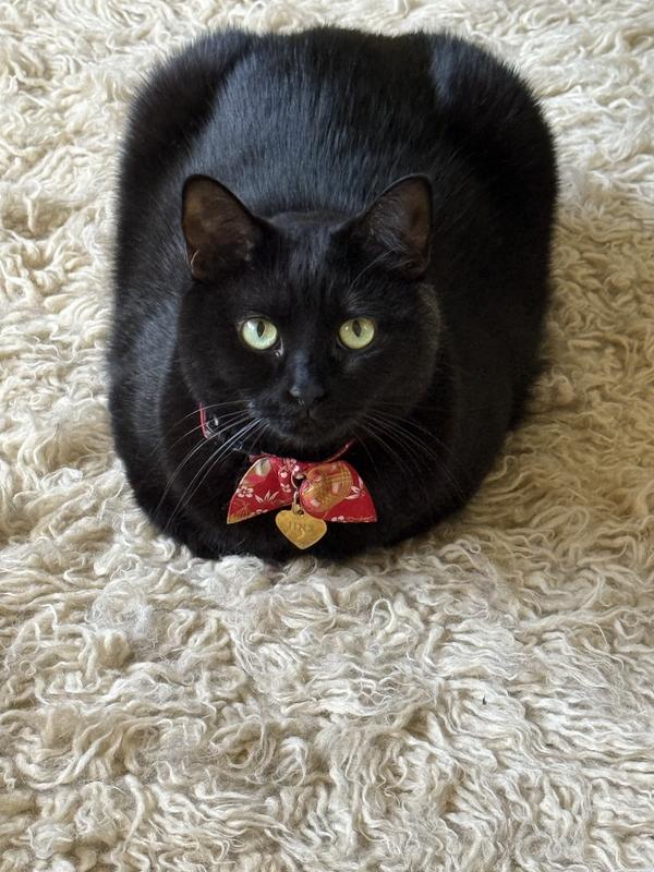 My own good luck kuro neko