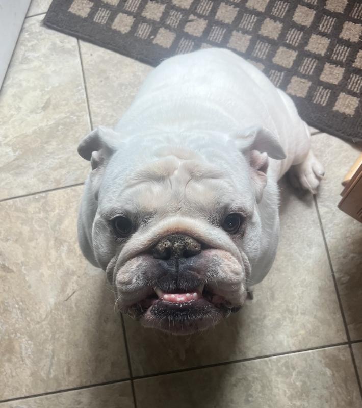 Otis Approves!