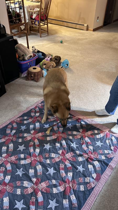 Which treat would you prefer Ginger?