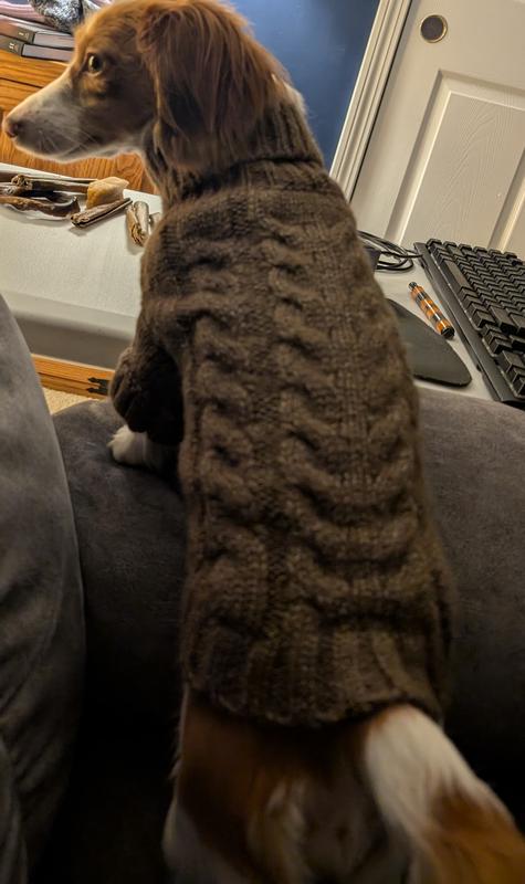 My dog in the sweater