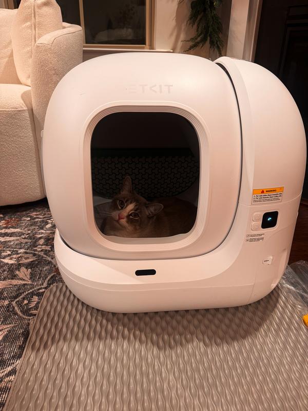 Griffin couldn't wait to get in even when I was setting it up.