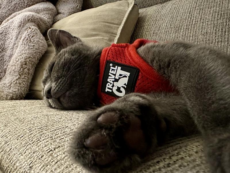 Napping after playing while wearing his harness
