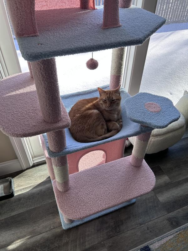 Thor sleeping in the hammock!