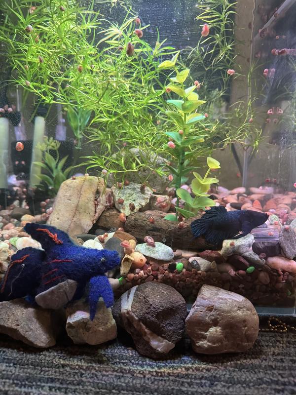 One of my aquariums the day after using the Tetra water clarifier