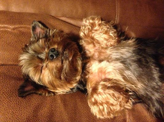 Krikket is sleeping just fine ! No scratching !