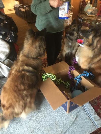 Leo's box of gifts from Chewy  :)