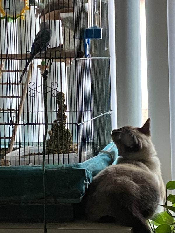 Watch the Birdie!!!