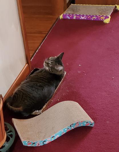 Trader joe's cat outlet scratcher