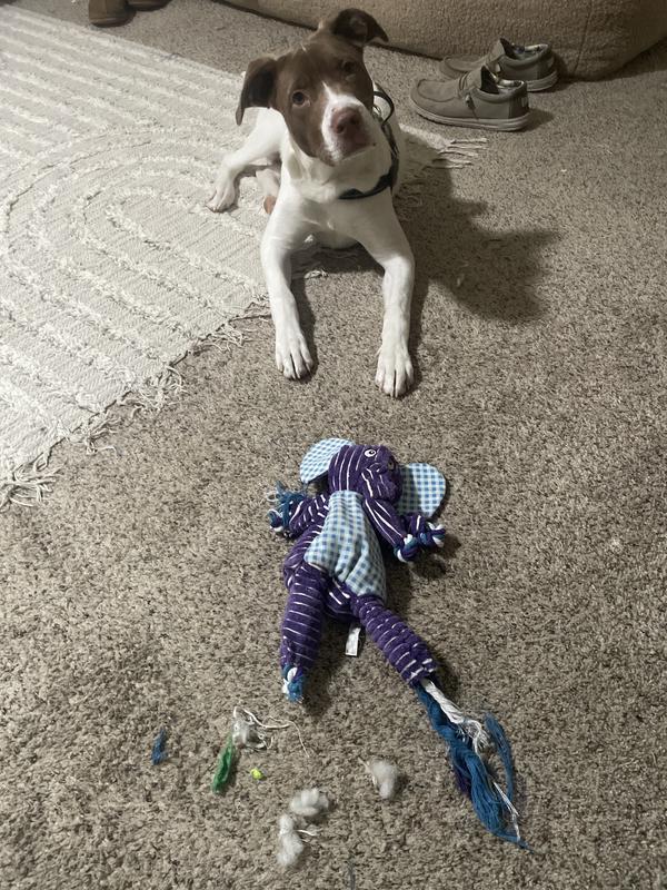 Kong didn’t deliver