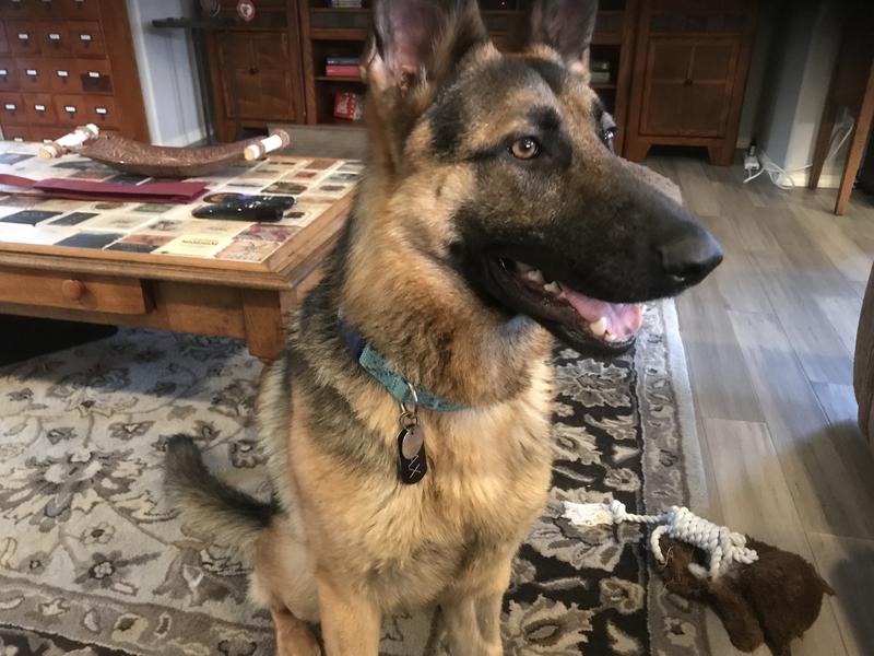 94% German Shepherd Dog Max.