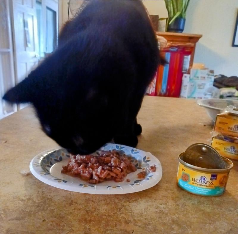 Lucky is happy with his Wellness Turkey & Liver