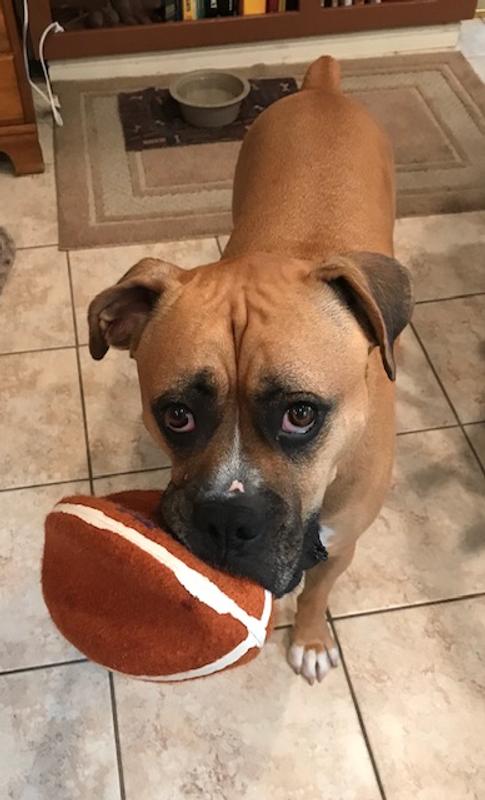 Arrow especially enjoys his mussels after a good game of football.