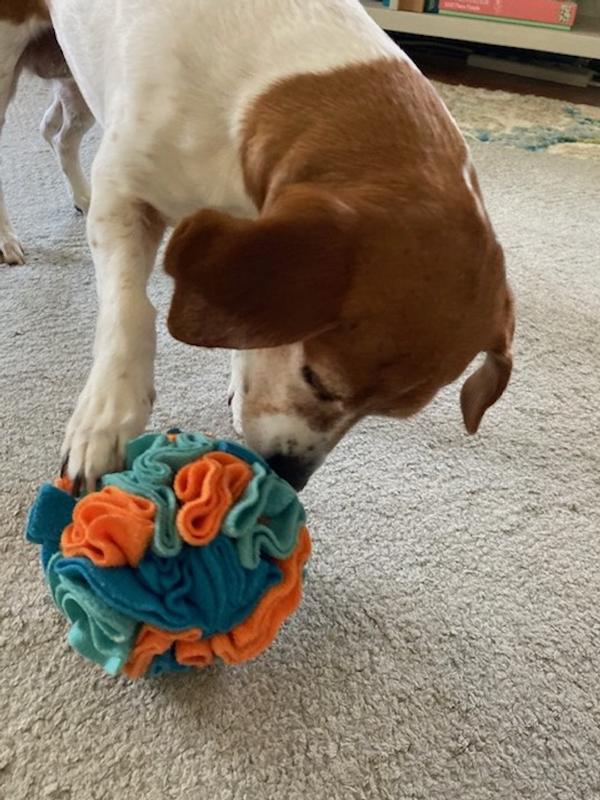 FOUFIT Hide 'n Seek Snuffle Ball Dog Toys, Blue, Large - Chewy.com