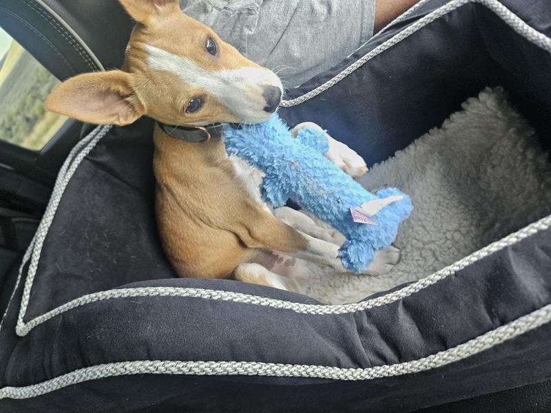 Hanging out with my favorite travel toy.