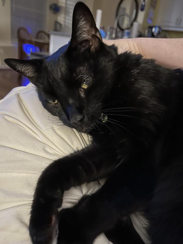 Shadow is calmer with Feliway Optimum!