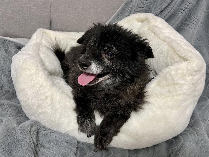 Nandog Calming Shaggy Cat & Dog Bed