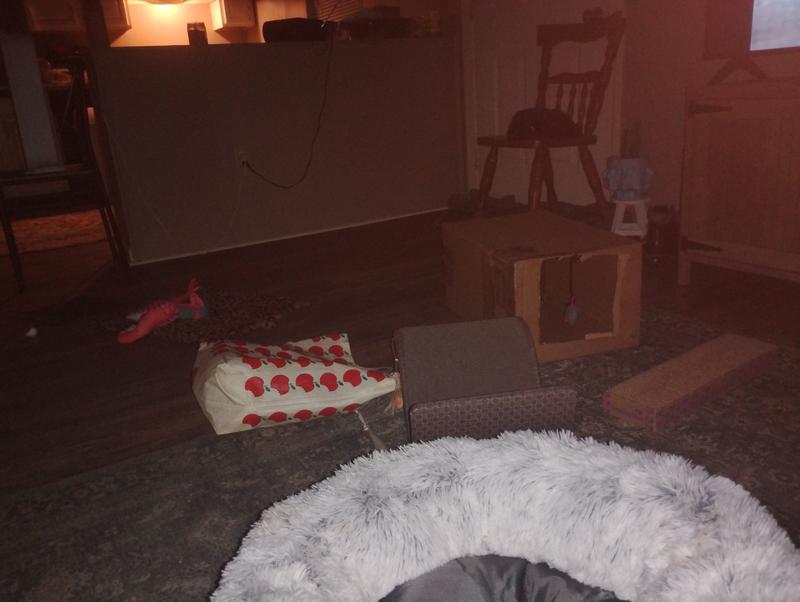 This is the " playground" with the original plain cardboard box  "condo"