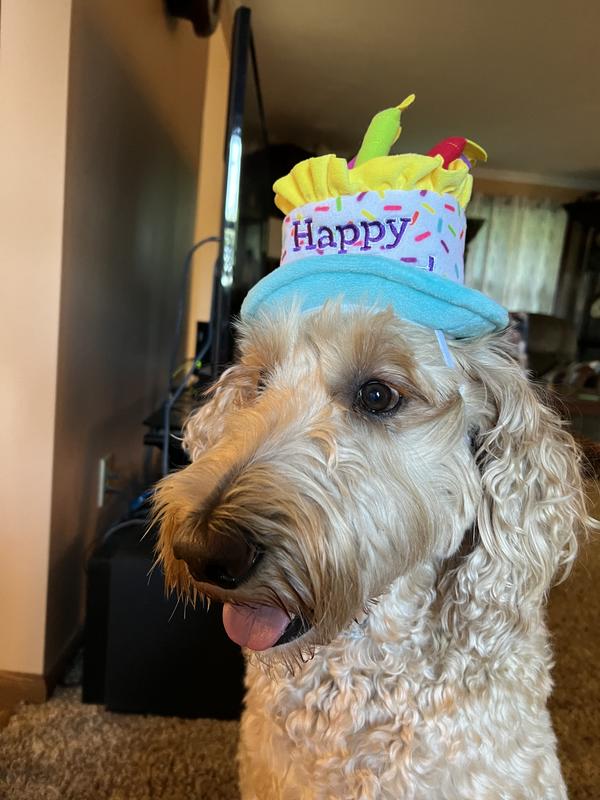 Zoe’s birthday hat
