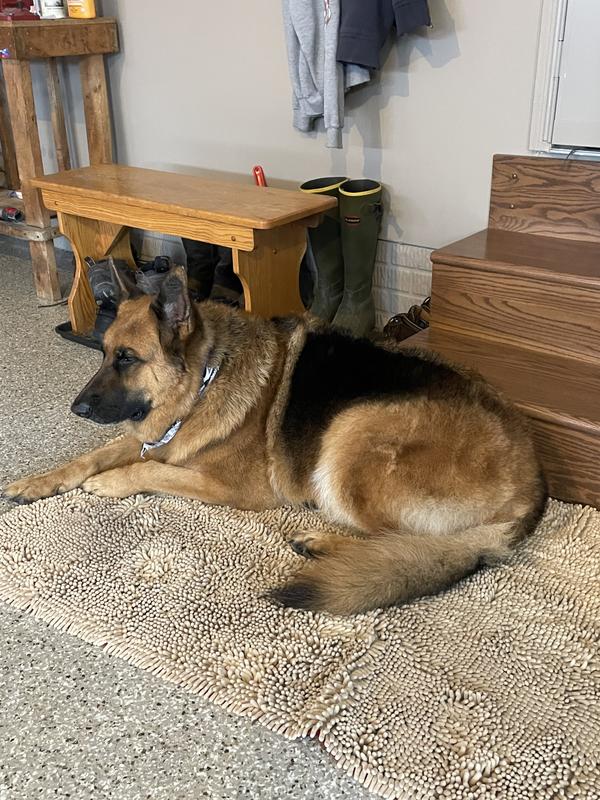 Buddy, our bestest boy