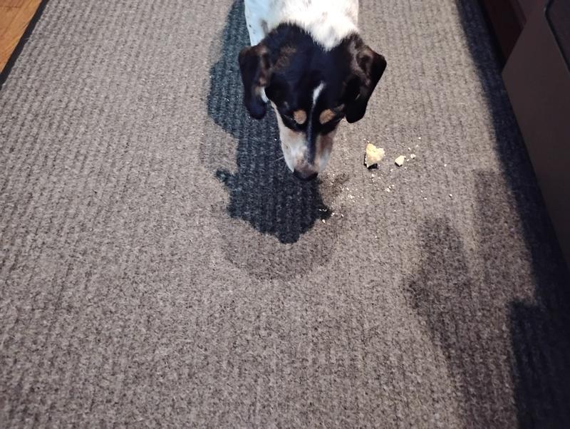 Eating crunchy stick