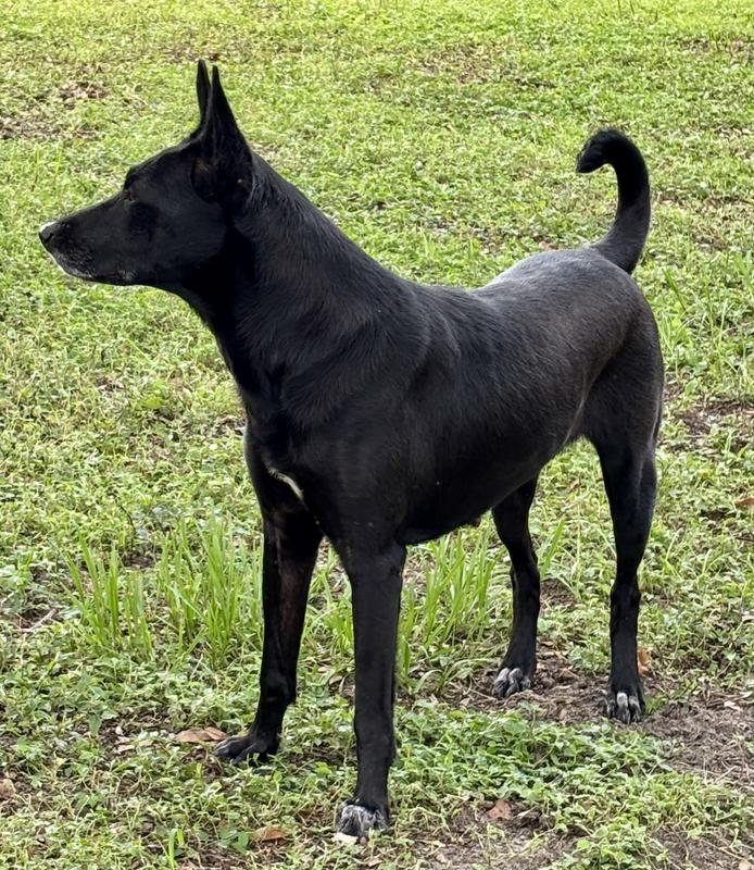 Doozy the Xolo - why does she eat grass?