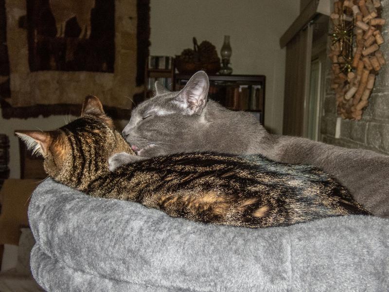 Both cats fit into the top bed area and really enjoy being above the rest of us.