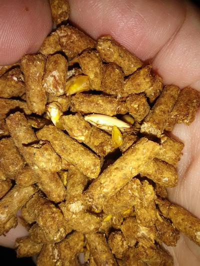 sweet country feeds 12%