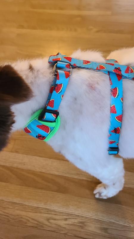 Same harness on a 35 lb border mix