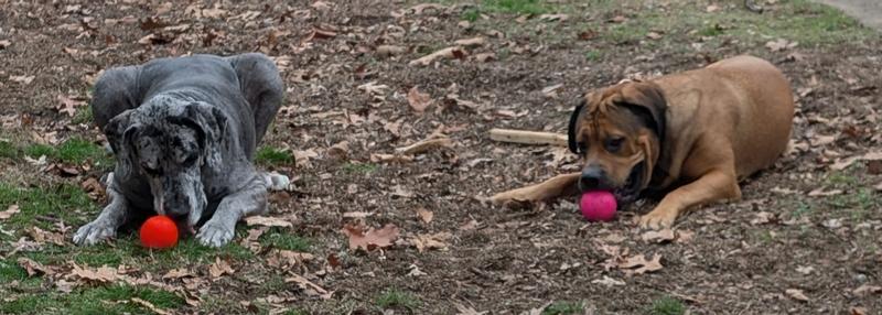 They love to play ball!