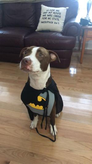 Discontinued - Rubie's Costume Company Classic Batman Dog & Cat Costume 