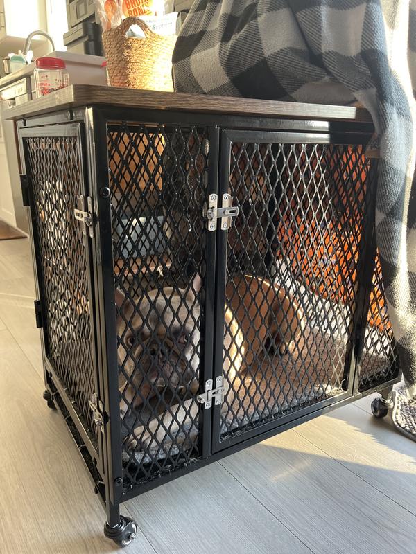 runo loves his new kennel