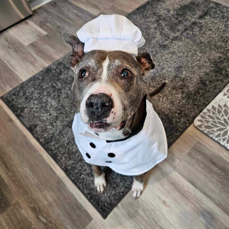 Pet Krewe Chef Uniform Dog Costume