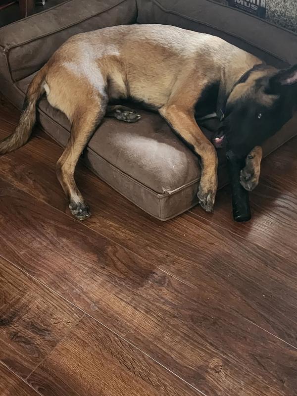 Testing the 'Indestructible Toy'