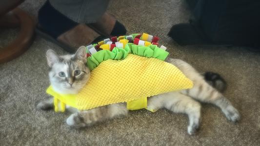 taco cat costume