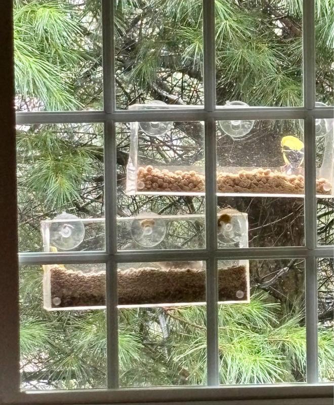 Top feeder, with nuggets, is always empty first!