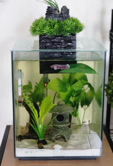 Fluval chi fish clearance tank