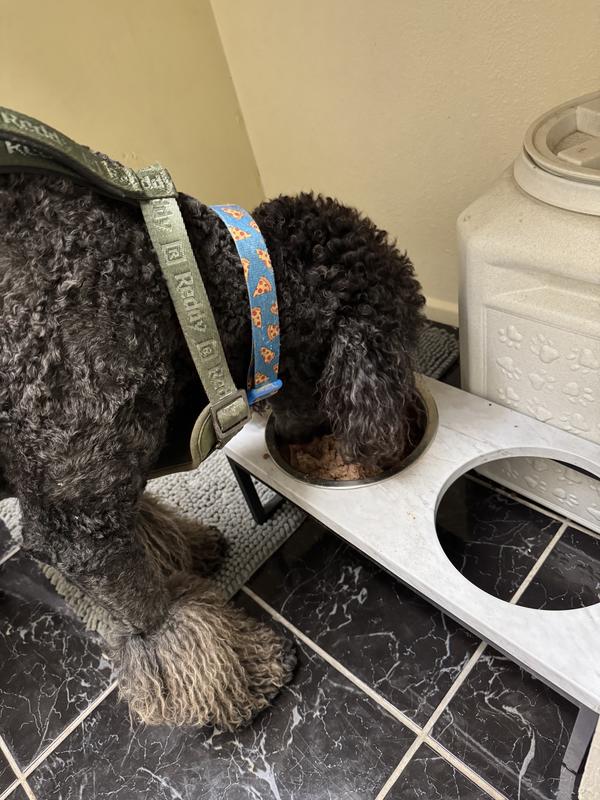 Zutchka devouring his Solid Gold dog food!