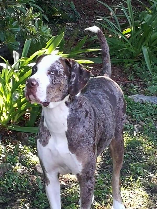 My boy, Alamo ❤️