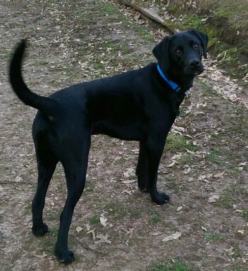 MY DOZER DOG