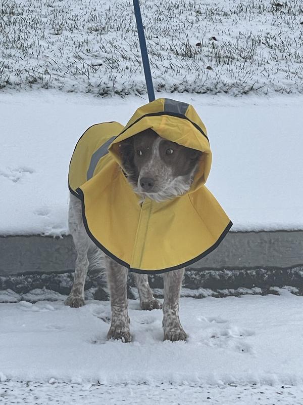 Wren braves the storm