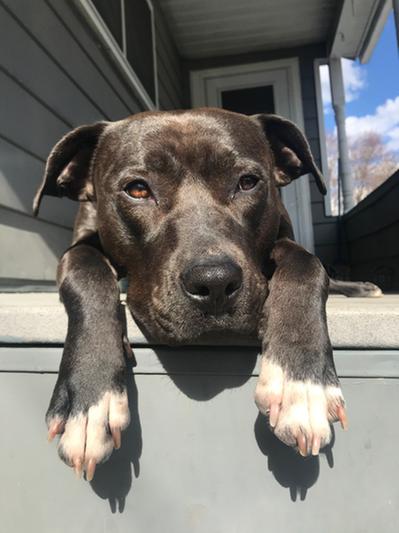 Java enjoying the sun!