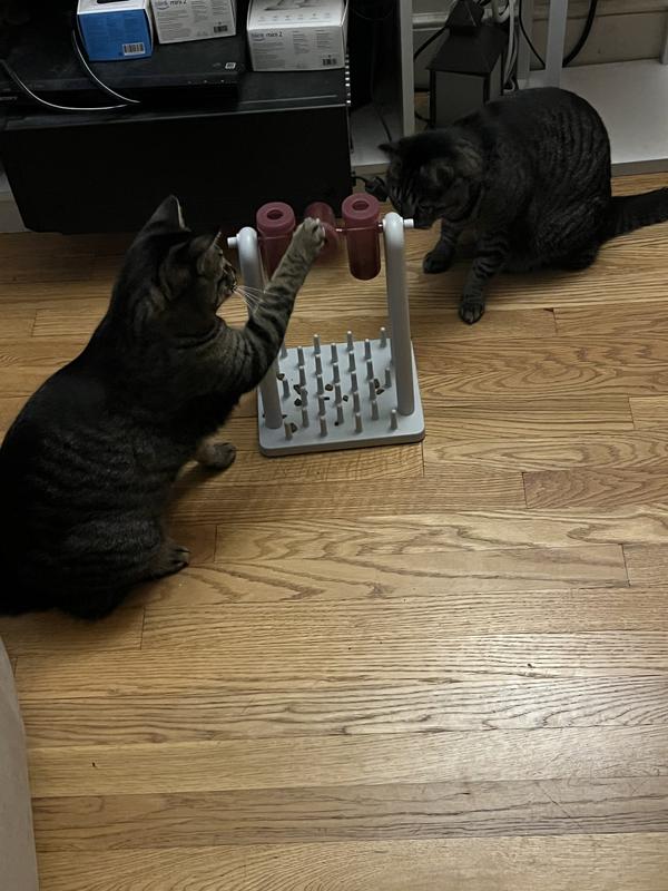 Lainie does the work while Mina waits for the treats!