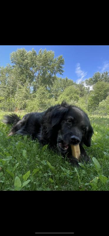 Spaniel mix, Kona, likes to steal the chews from the other dogs ha.